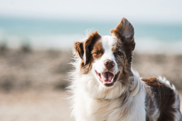 Pet Grooming Vacuum Brush